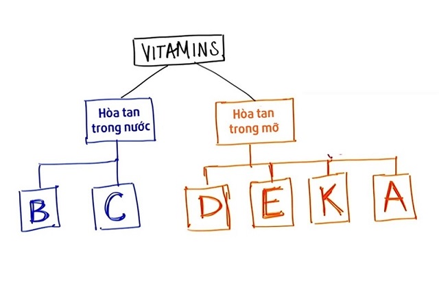 Sơ đồ phân chia loại vitamin hòa tan trong nước và hòa tan trong mỡ