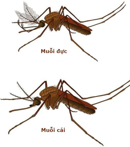 Hình ảnh muỗi đực ở trên và hình ảnh muỗi cái ở dưới 
