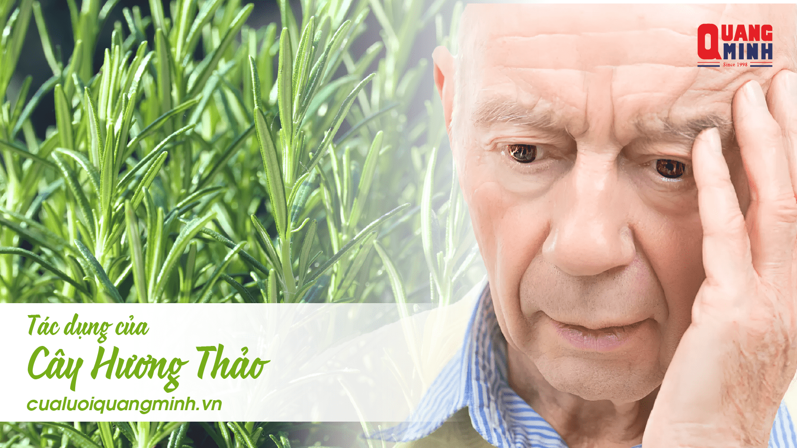 Ảnh bìa cây hương thảo có tác dụng gì