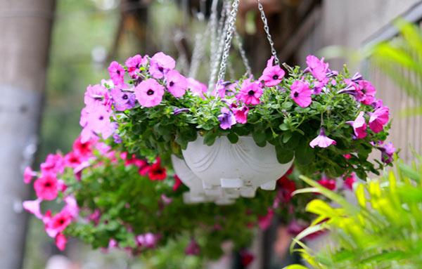 Những chậu hoa dạ yến thảo nhiều màu sắc được treo ngoài vườn
