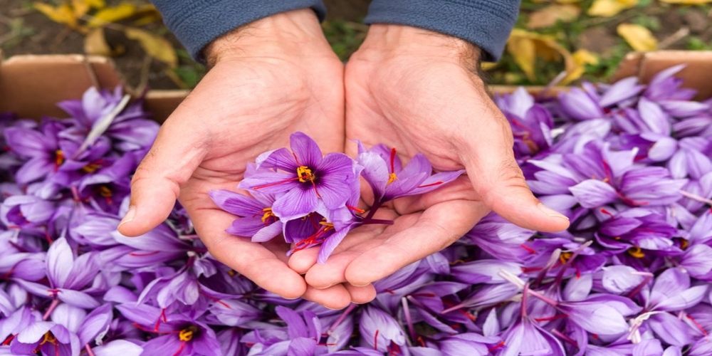 Nhụy hoa nghệ tây có màu đỏ như sợi chỉ nằm trong bông hoa màu tím nhạt