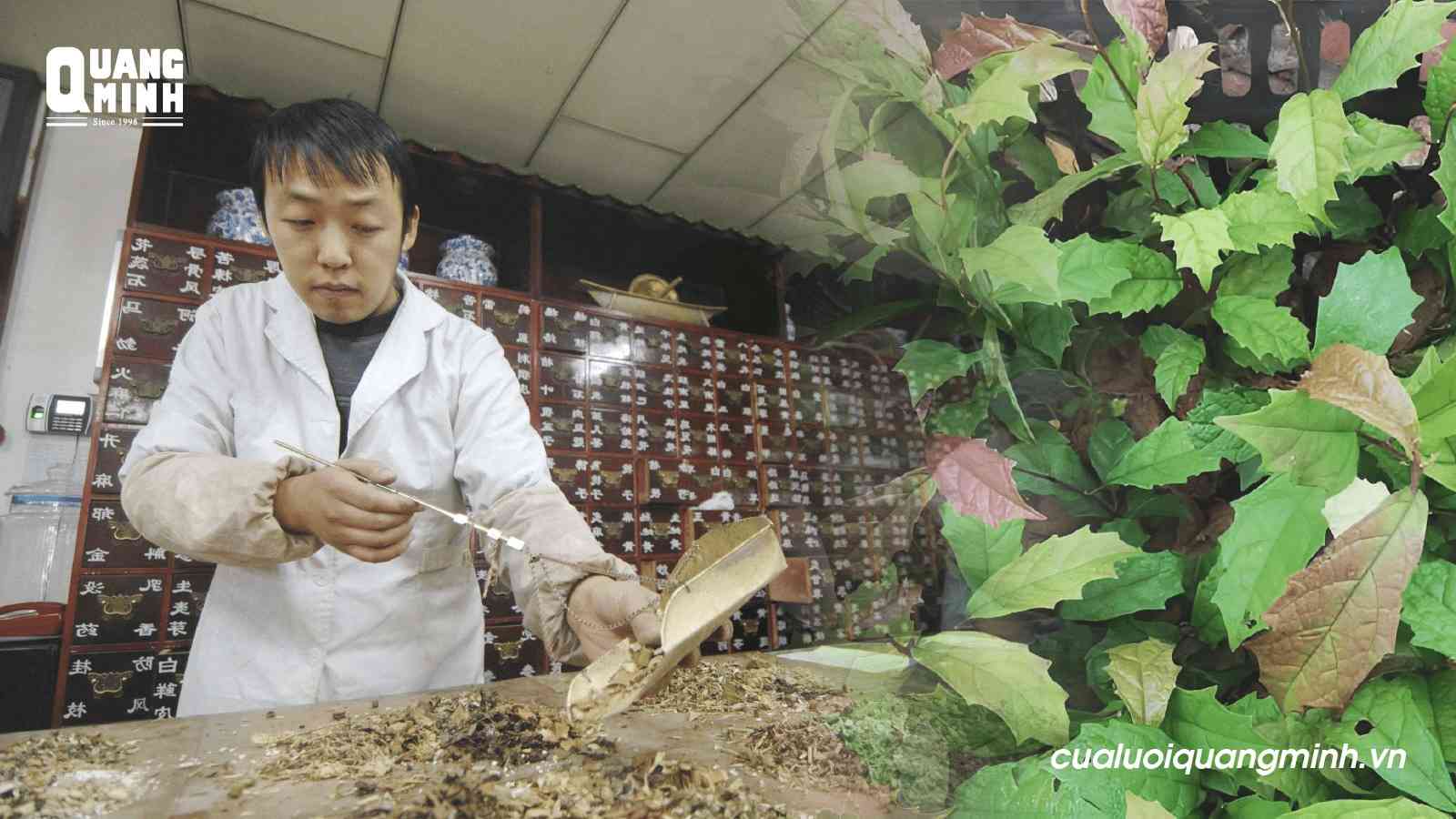 Một bác sĩ đông y đang bào chế thuốc, bên cạnh có nhánh cây xạ đen tươi