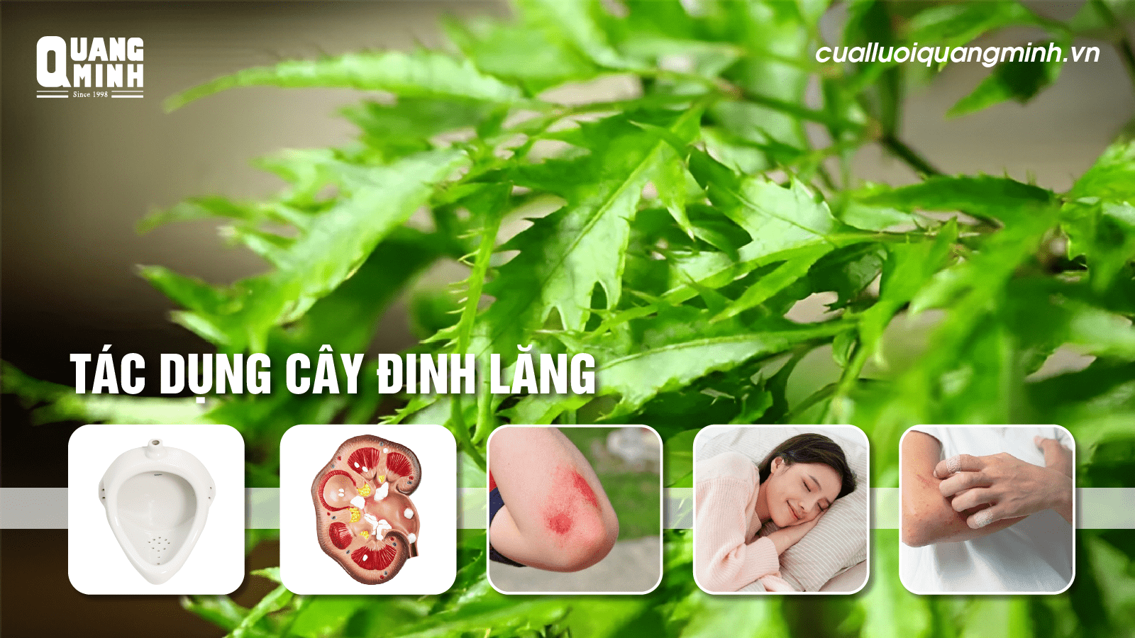 Ảnh bìa tác dụng cây đinh lăng