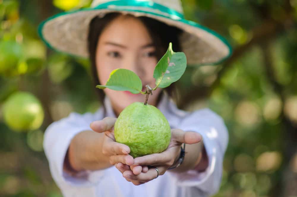 Một cô gái đang dùng hai tay nâng quả ổi và đưa lên phía trước
